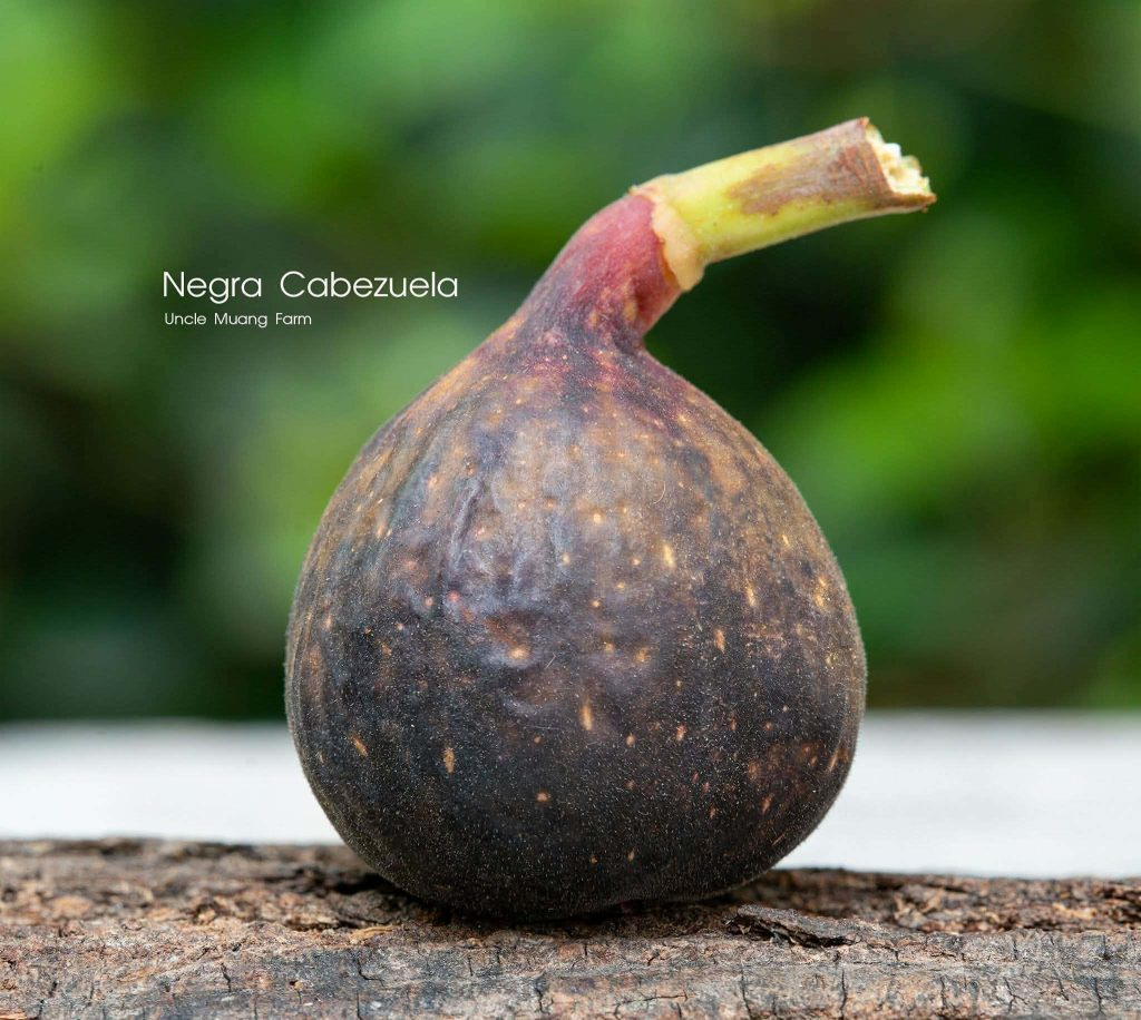小果迷-种植爱好者交流互动平台