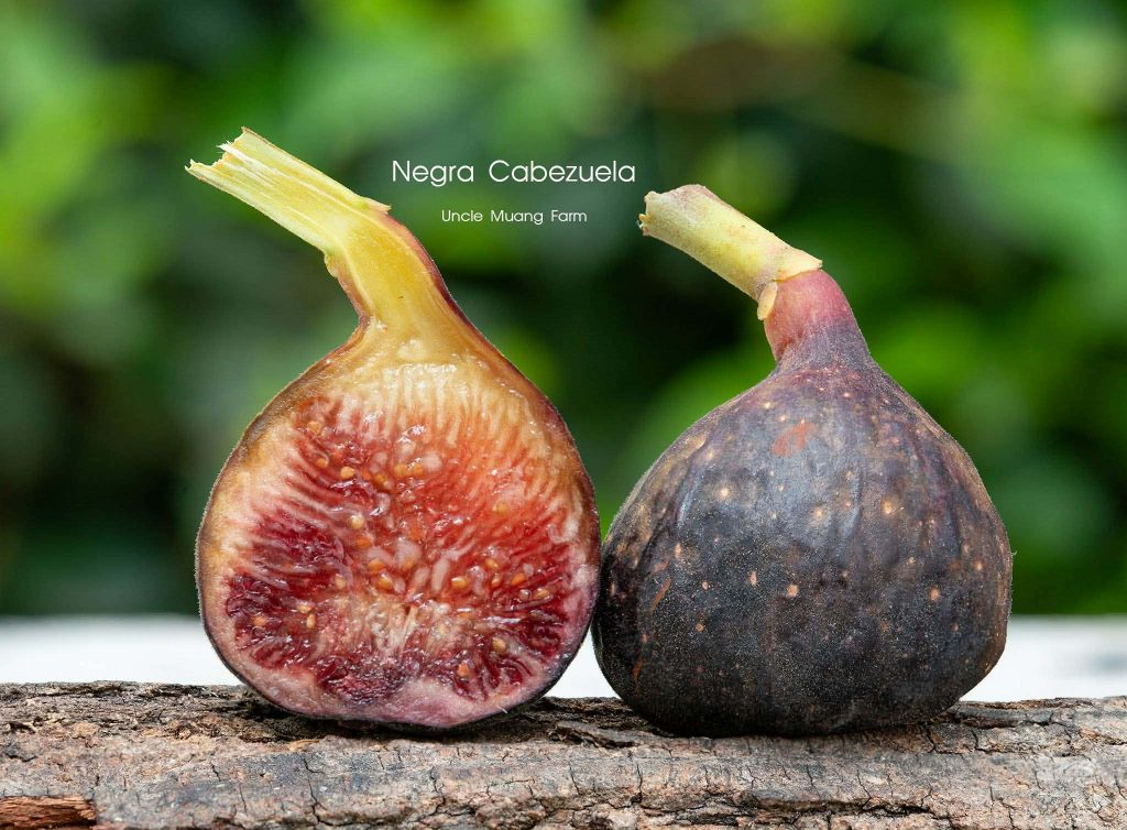 小果迷-种植爱好者交流互动平台