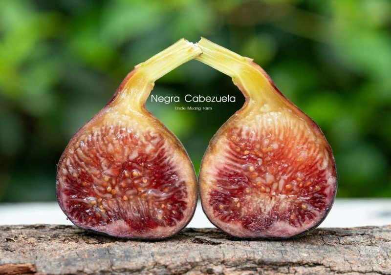 小果迷-种植爱好者交流互动平台