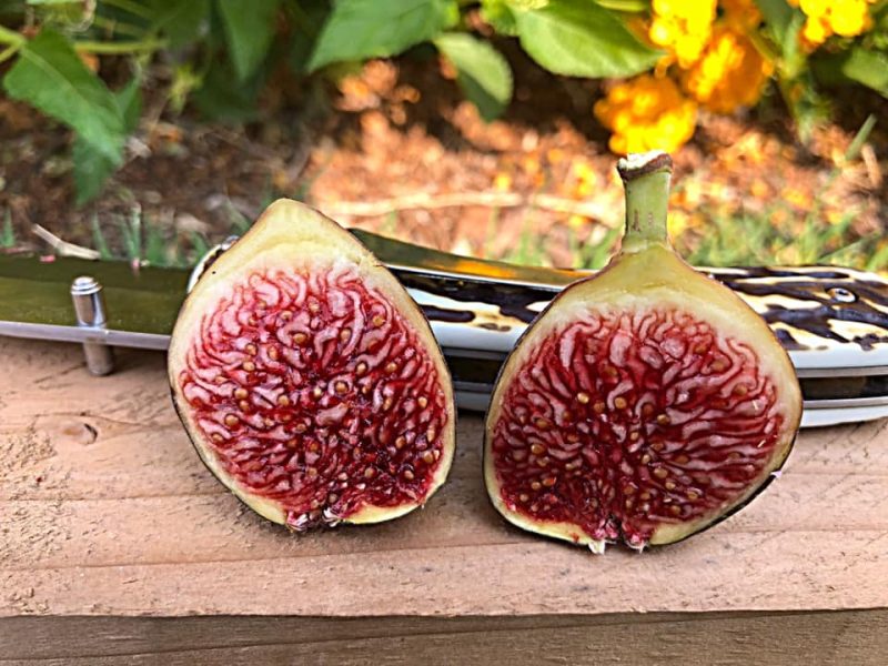 小果迷-种植爱好者交流互动平台