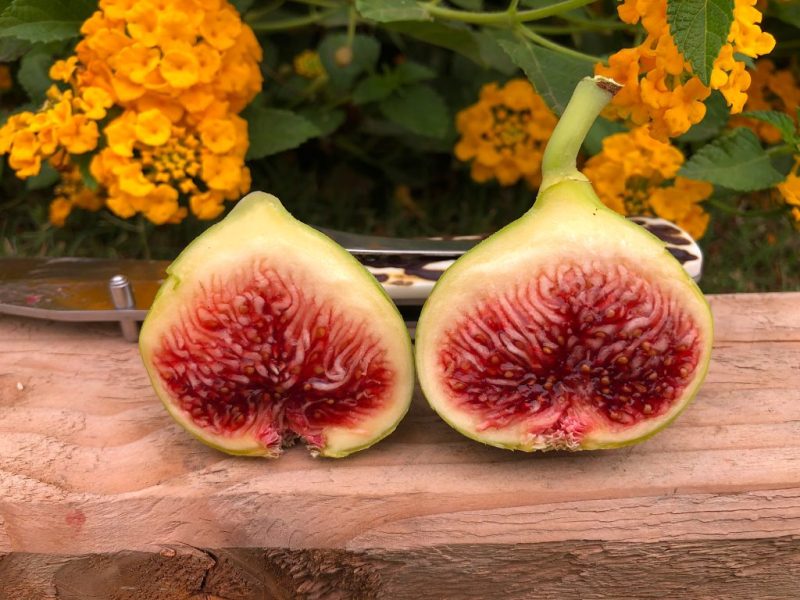 小果迷-种植爱好者交流互动平台