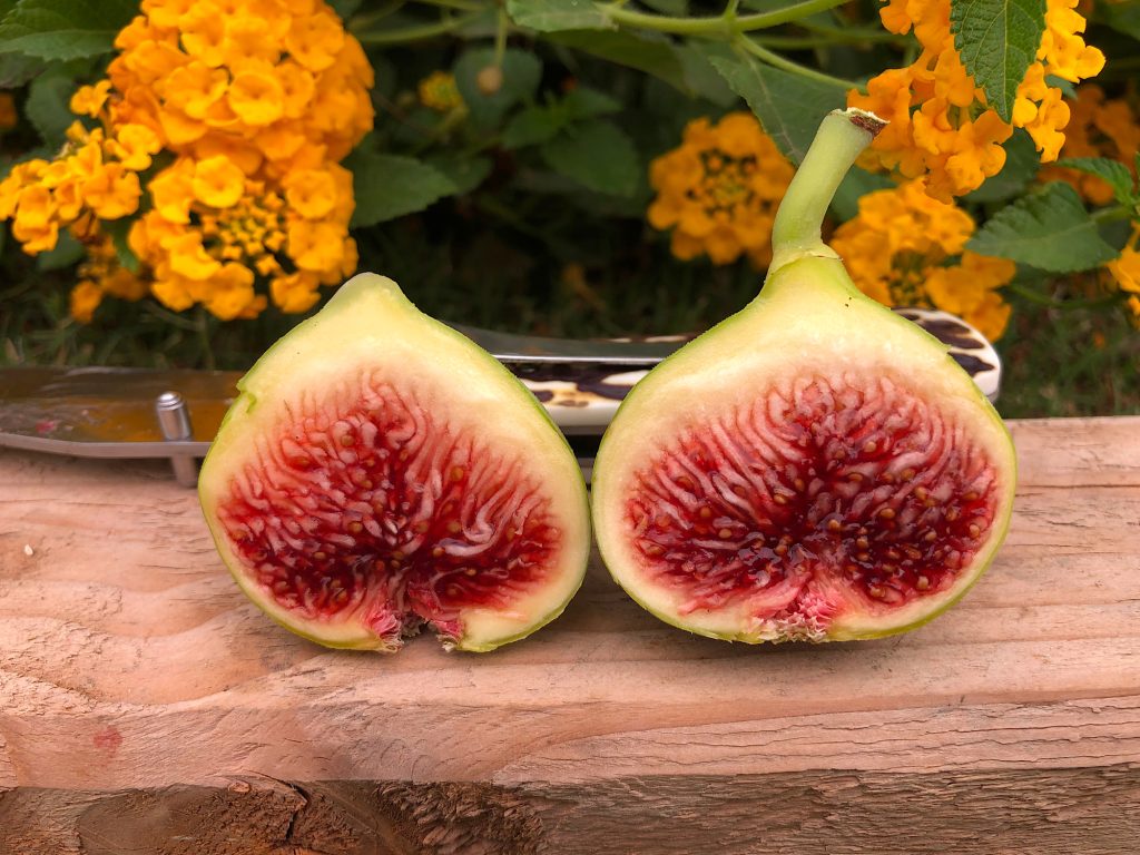 小果迷-种植爱好者交流互动平台