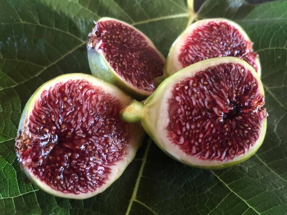 小果迷-种植爱好者交流互动平台