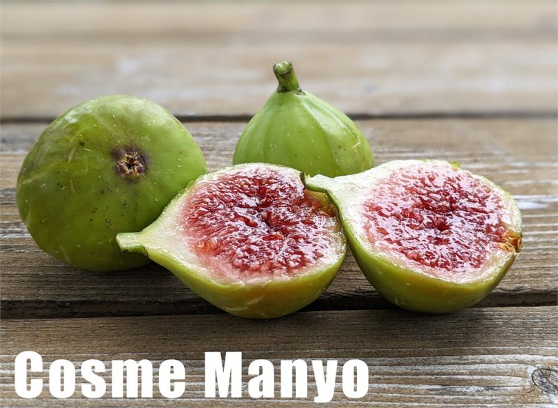 小果迷-种植爱好者交流互动平台