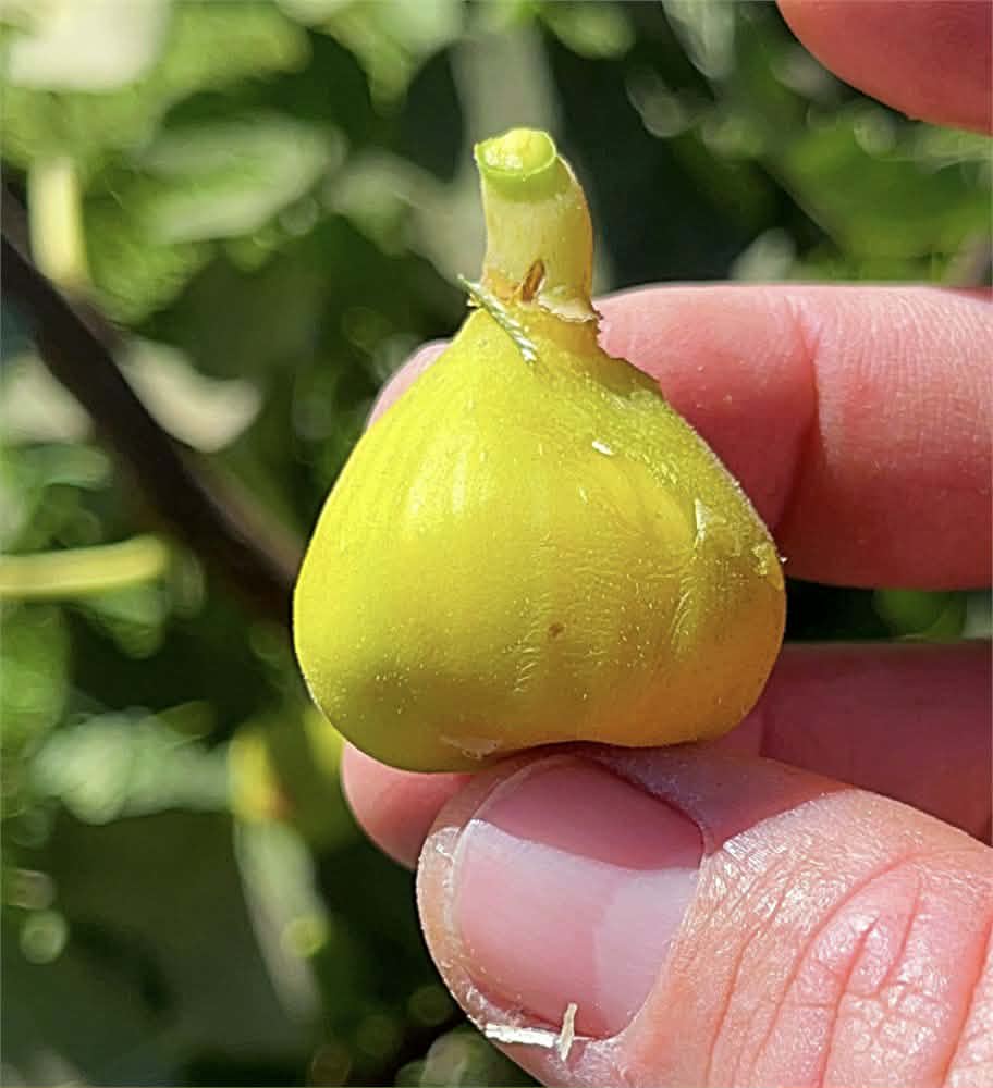 小果迷-种植爱好者交流互动平台