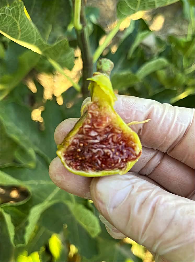 小果迷-种植爱好者交流互动平台