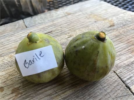 小果迷-种植爱好者交流互动平台