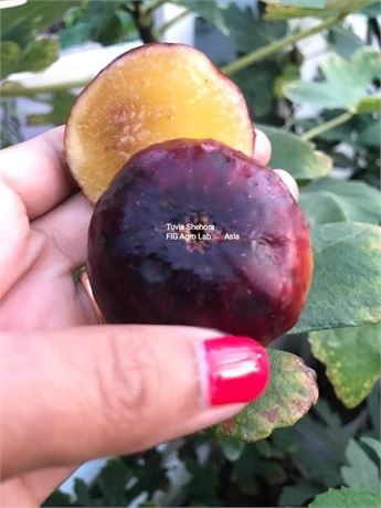 34.图维亚·谢霍拉  Tuvia Shehora（糖门无花果）-小果迷