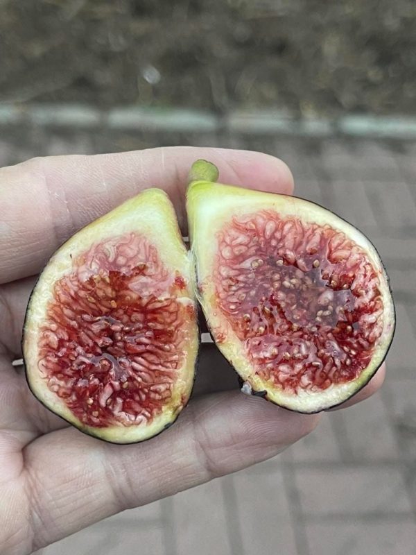 小果迷-种植爱好者交流互动平台