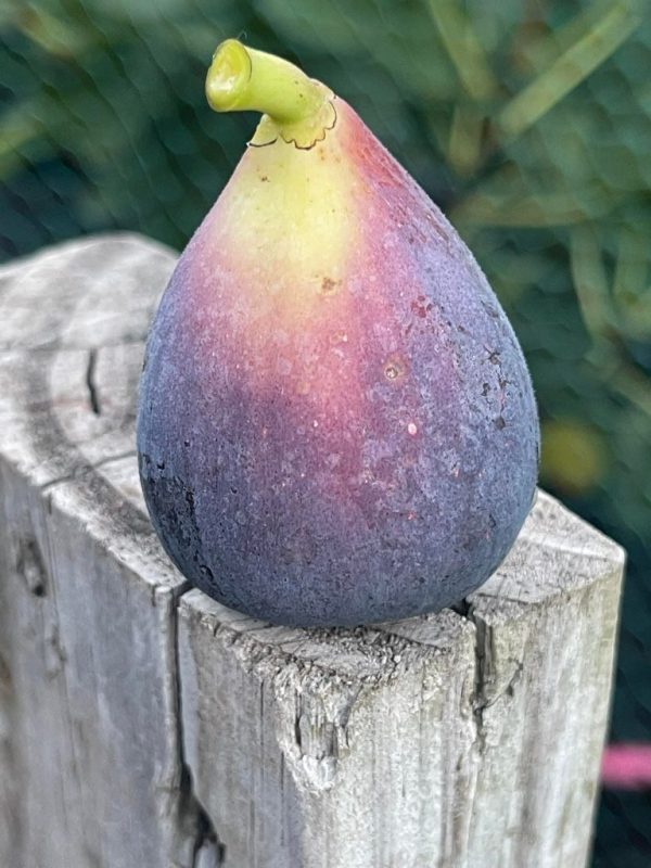 小果迷-种植爱好者交流互动平台