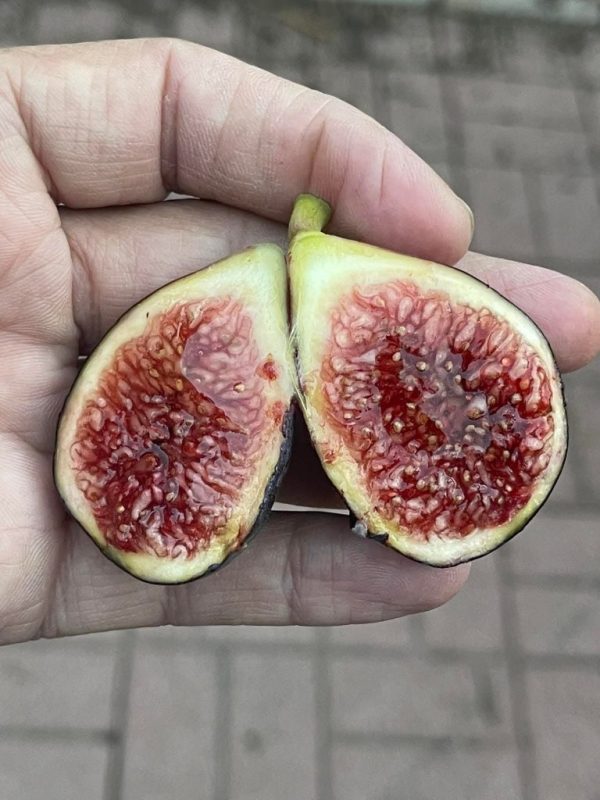 小果迷-种植爱好者交流互动平台