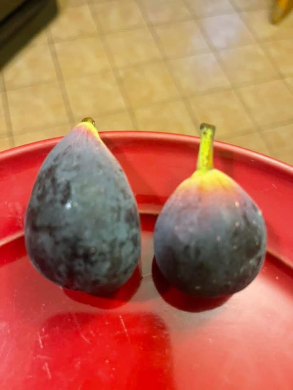 6.蓝公主 Blue Princess(Nikky品种)-小果迷