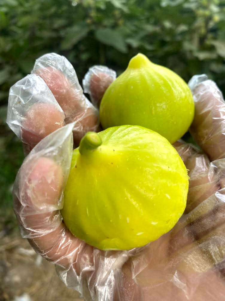 小果迷-种植爱好者交流互动平台