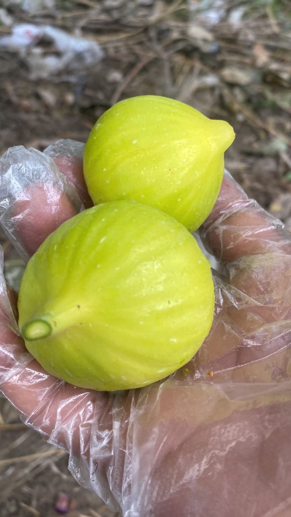 小果迷-种植爱好者交流互动平台