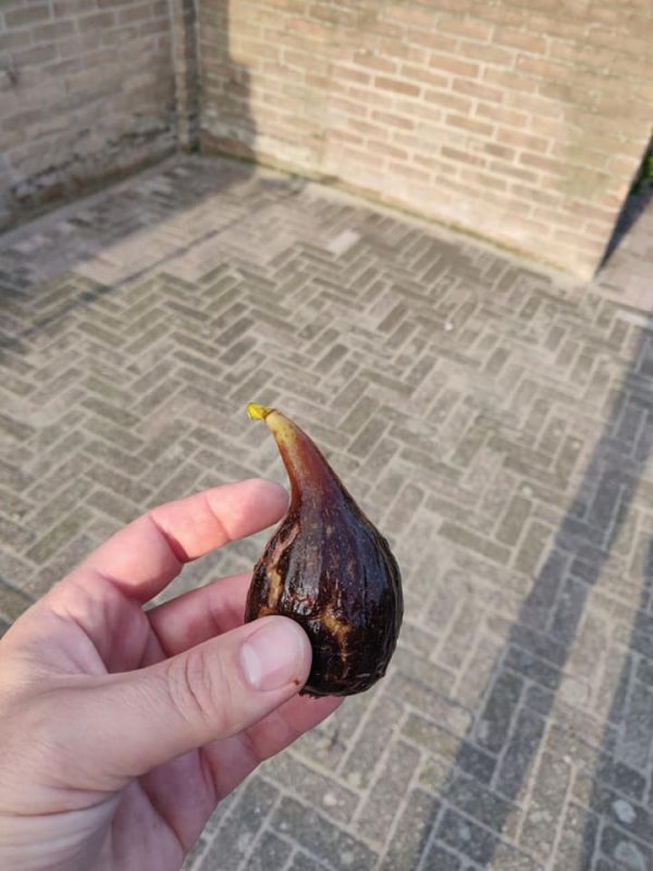 小果迷-种植爱好者交流互动平台