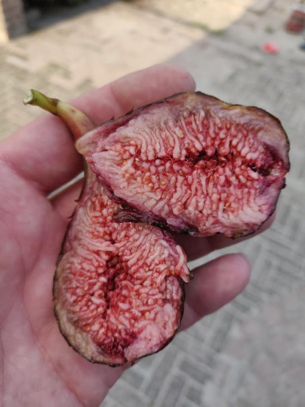 小果迷-种植爱好者交流互动平台