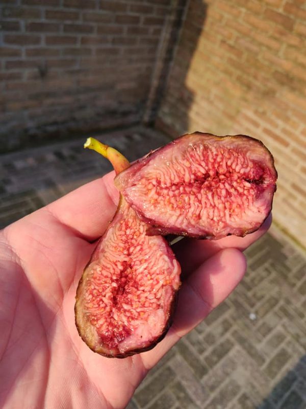 小果迷-种植爱好者交流互动平台