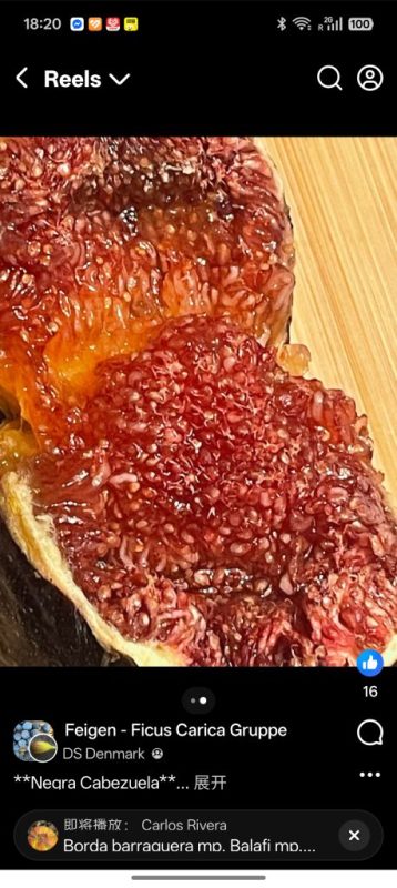 卡贝苏/卡贝苏埃拉黑  Cabezuela Negra（胡小淘无花果）-小果迷