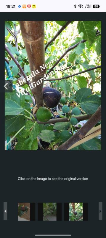 小果迷-种植爱好者交流互动平台