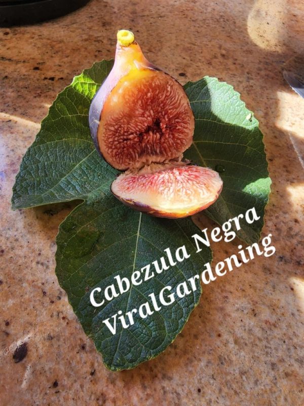 小果迷-种植爱好者交流互动平台