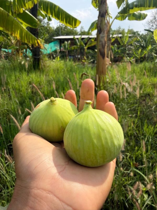 小果迷-种植爱好者交流互动平台