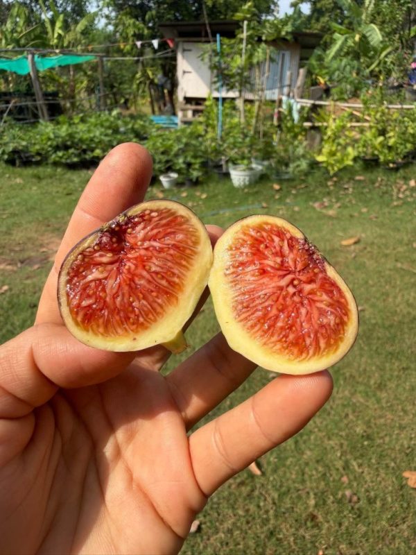 小果迷-种植爱好者交流互动平台