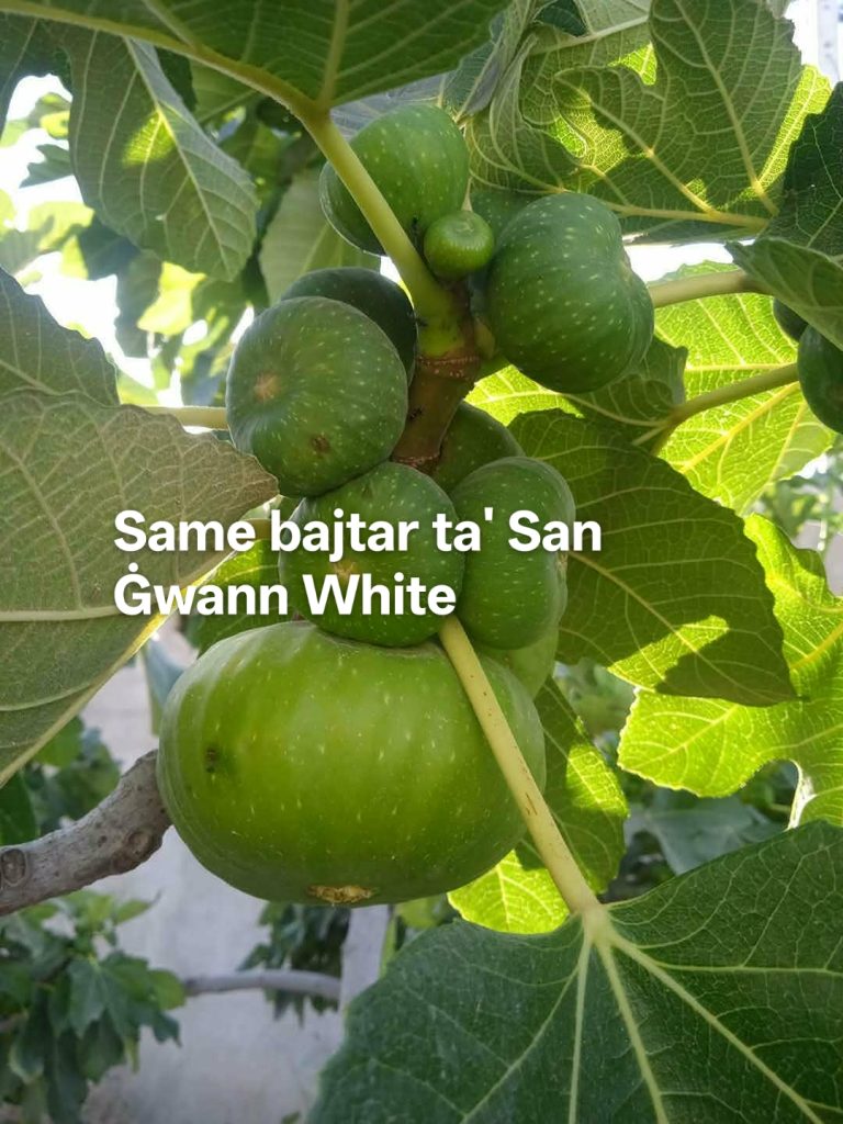 小果迷-种植爱好者交流互动平台