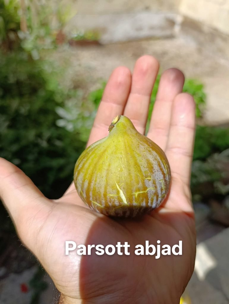 小果迷-种植爱好者交流互动平台