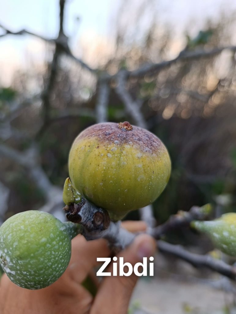 小果迷-种植爱好者交流互动平台