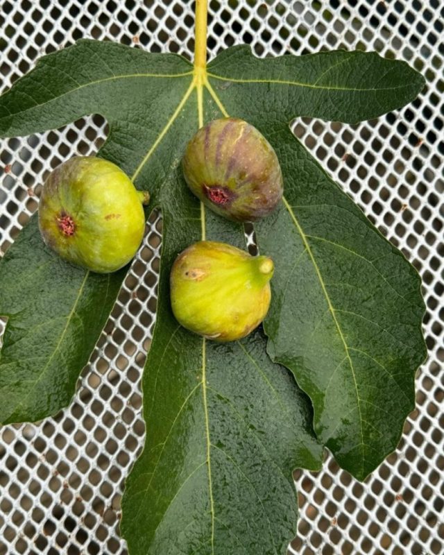 小果迷-种植爱好者交流互动平台