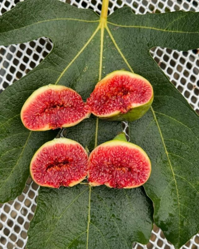 小果迷-种植爱好者交流互动平台