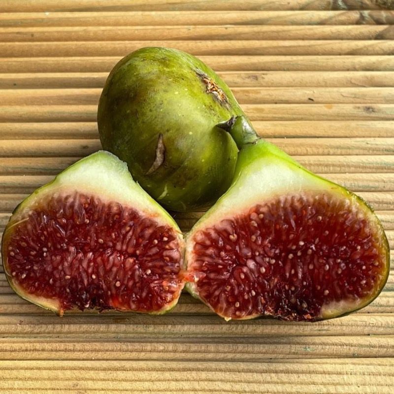 23.韦德帕索 VerdePasso （Vinnyfigs.UK）-小果迷