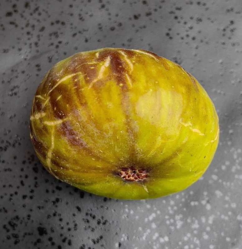 小果迷-种植爱好者交流互动平台