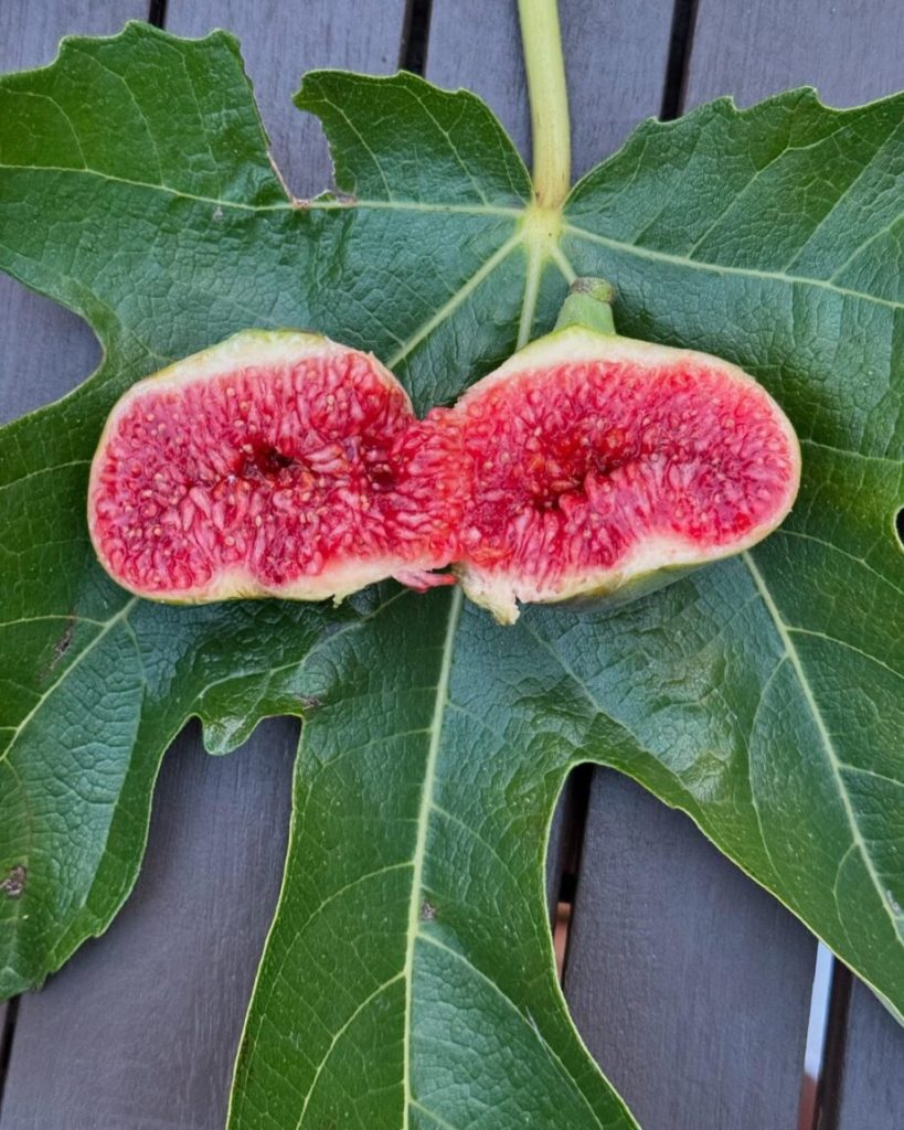 小果迷-种植爱好者交流互动平台