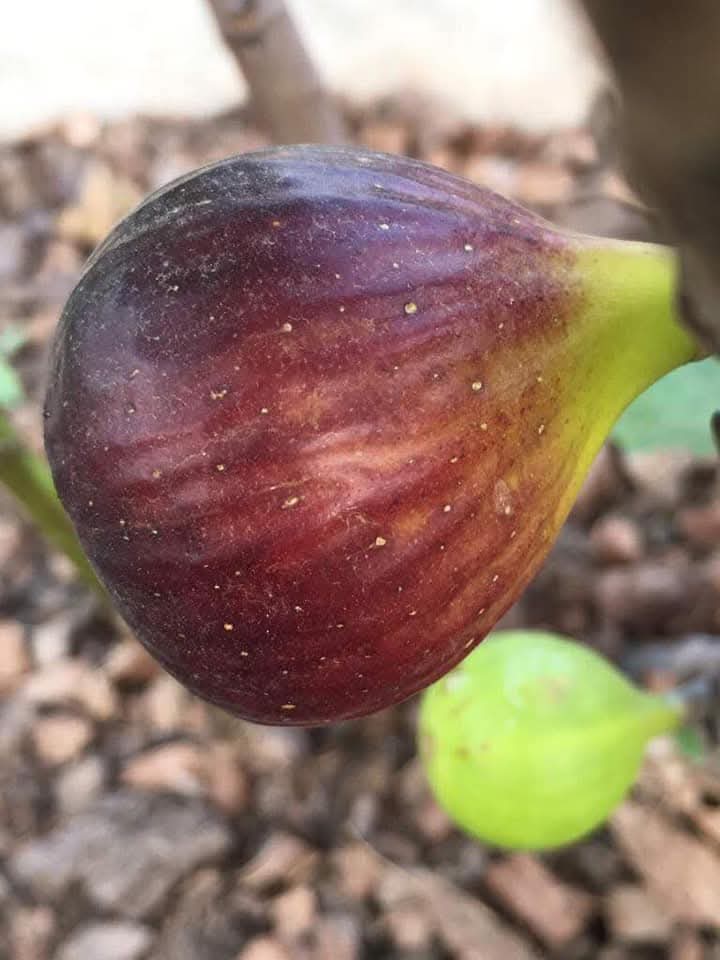 小果迷-种植爱好者交流互动平台