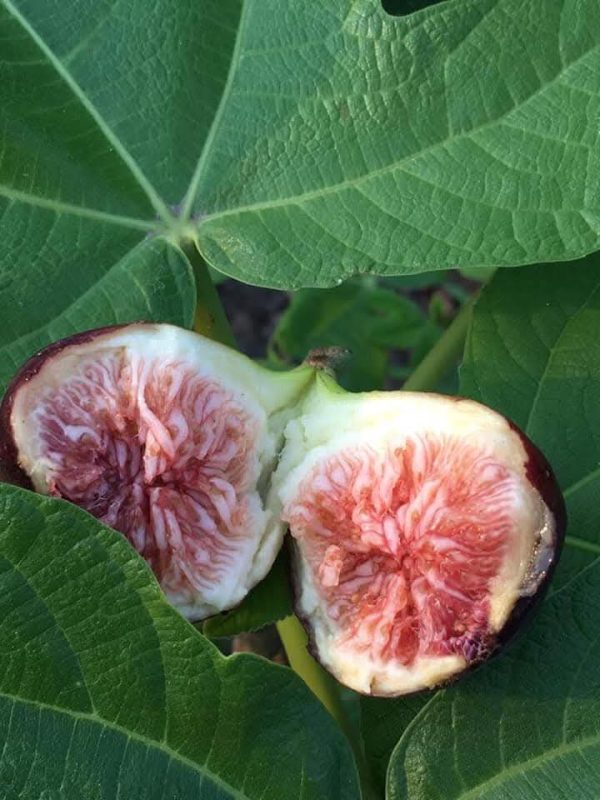 小果迷-种植爱好者交流互动平台