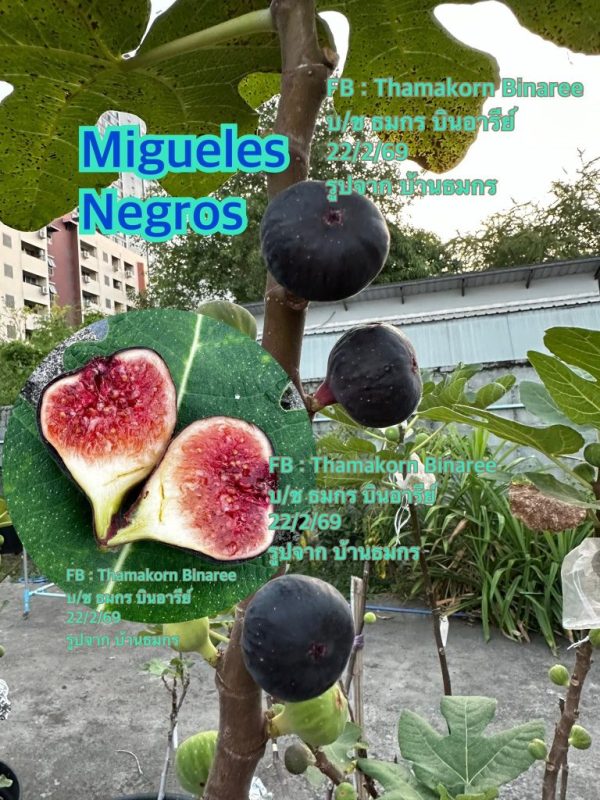 黑米格尔 Migueles Negros (小小莫)-小果迷