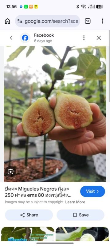 小果迷-种植爱好者交流互动平台