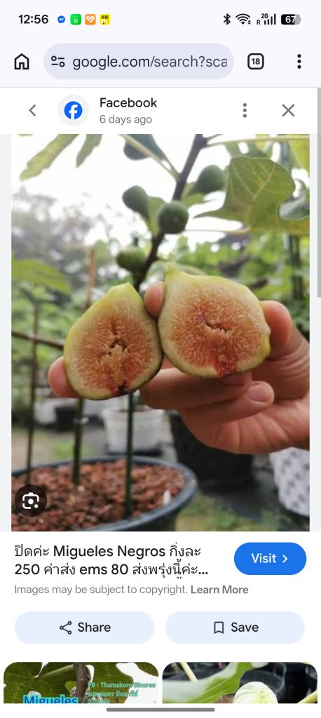 小果迷-种植爱好者交流互动平台