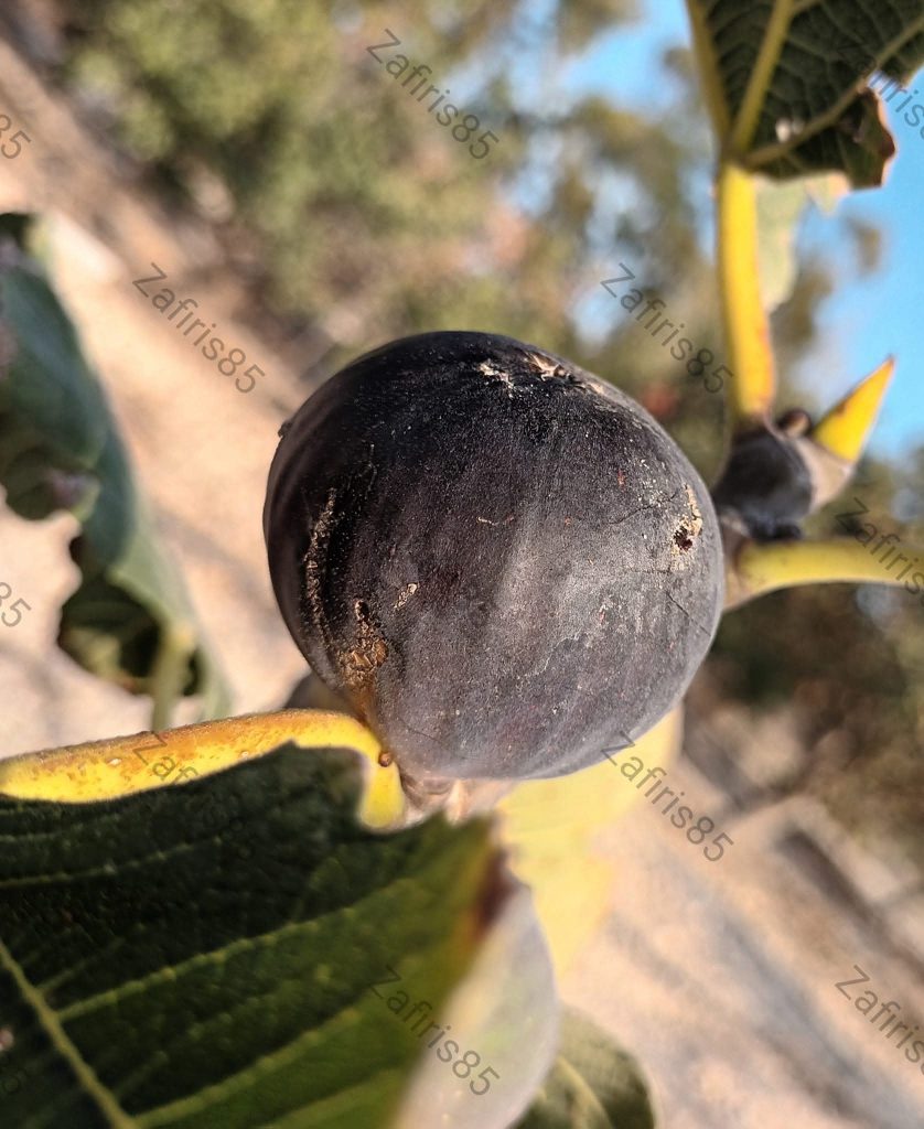 小果迷-种植爱好者交流互动平台