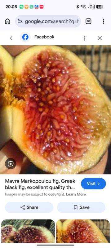 小果迷-种植爱好者交流互动平台