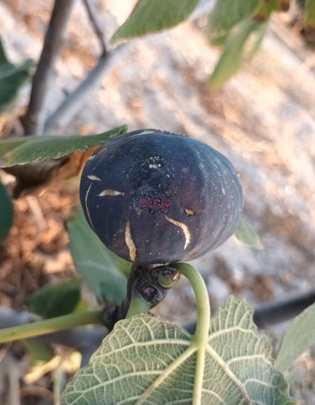 小果迷-种植爱好者交流互动平台