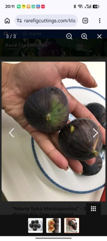 马可波罗黑   Markopoulou Black/Mavra Markopoulou-小果迷