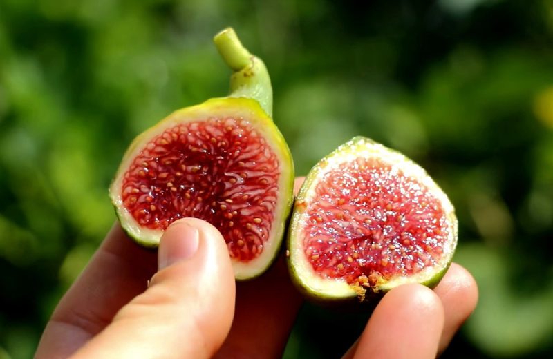 小果迷-种植爱好者交流互动平台