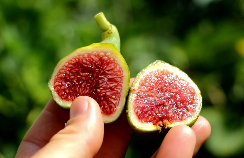 小果迷-种植爱好者交流互动平台