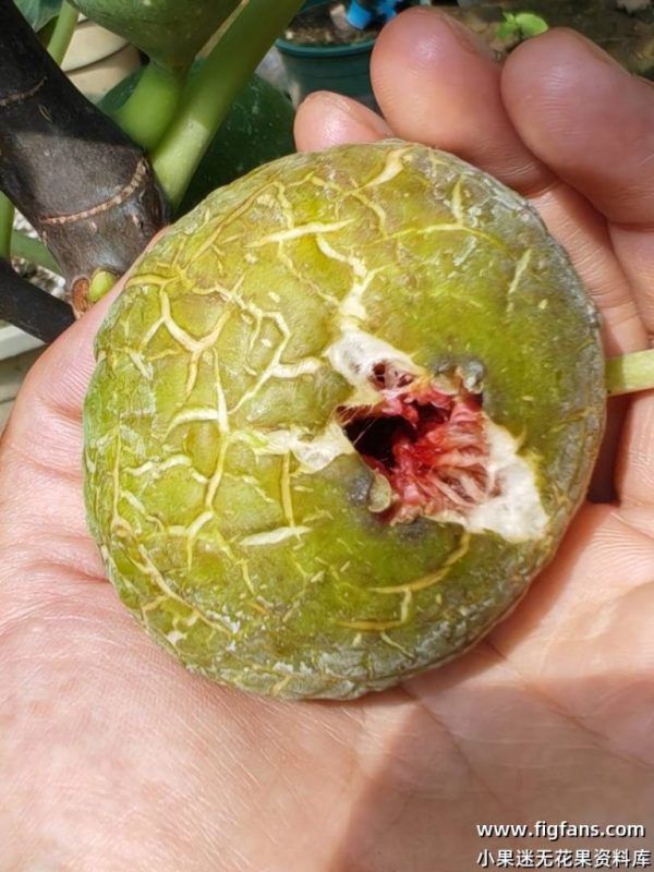 小果迷-种植爱好者交流互动平台