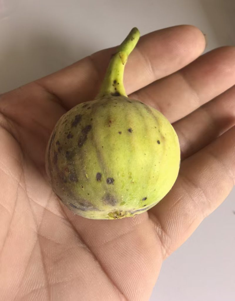 评论图片-小果迷