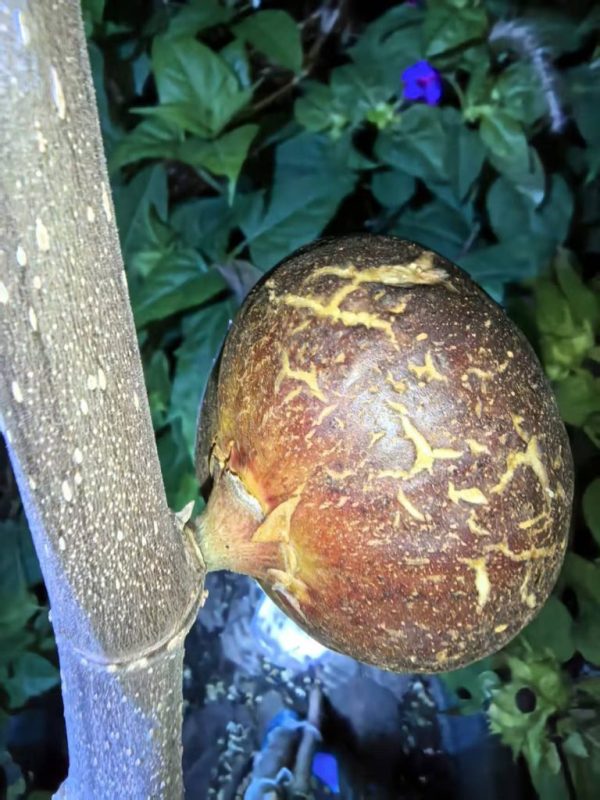 小果迷-种植爱好者交流互动平台