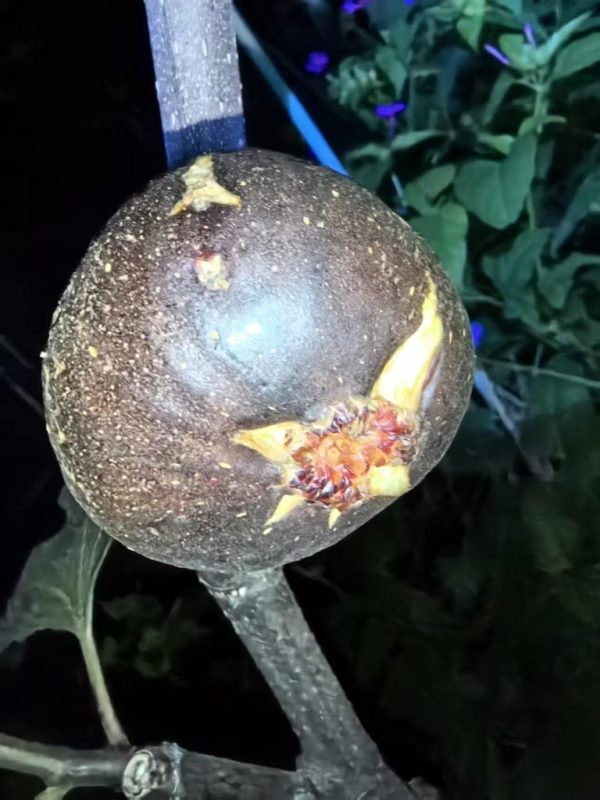 小果迷-种植爱好者交流互动平台