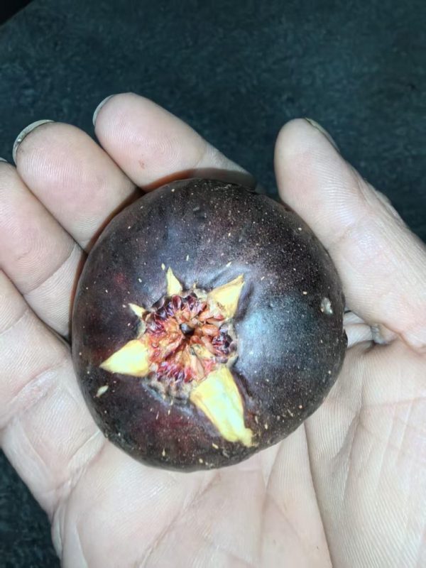 小果迷-种植爱好者交流互动平台